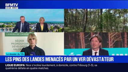 LE DOSSIER DU 13H - Les pins des Landes menacés par un ver dévastateur