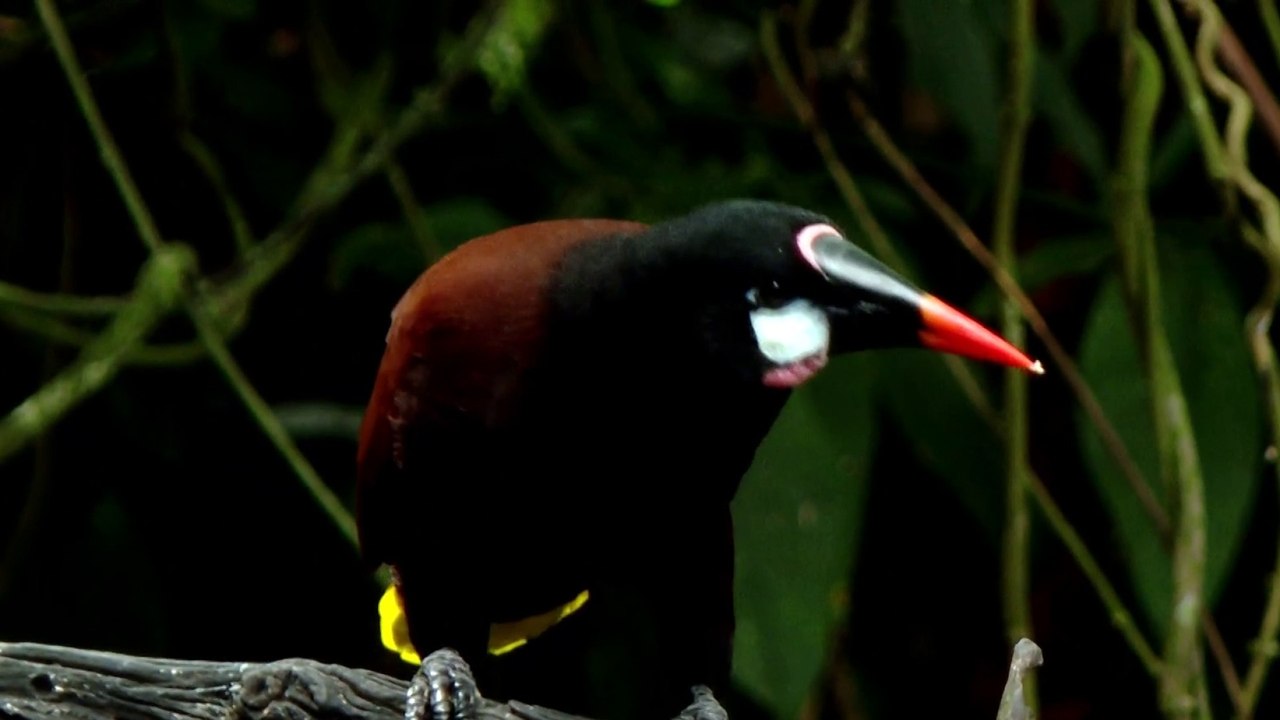 tn7-jardin-vivo-en-guapiles-071125