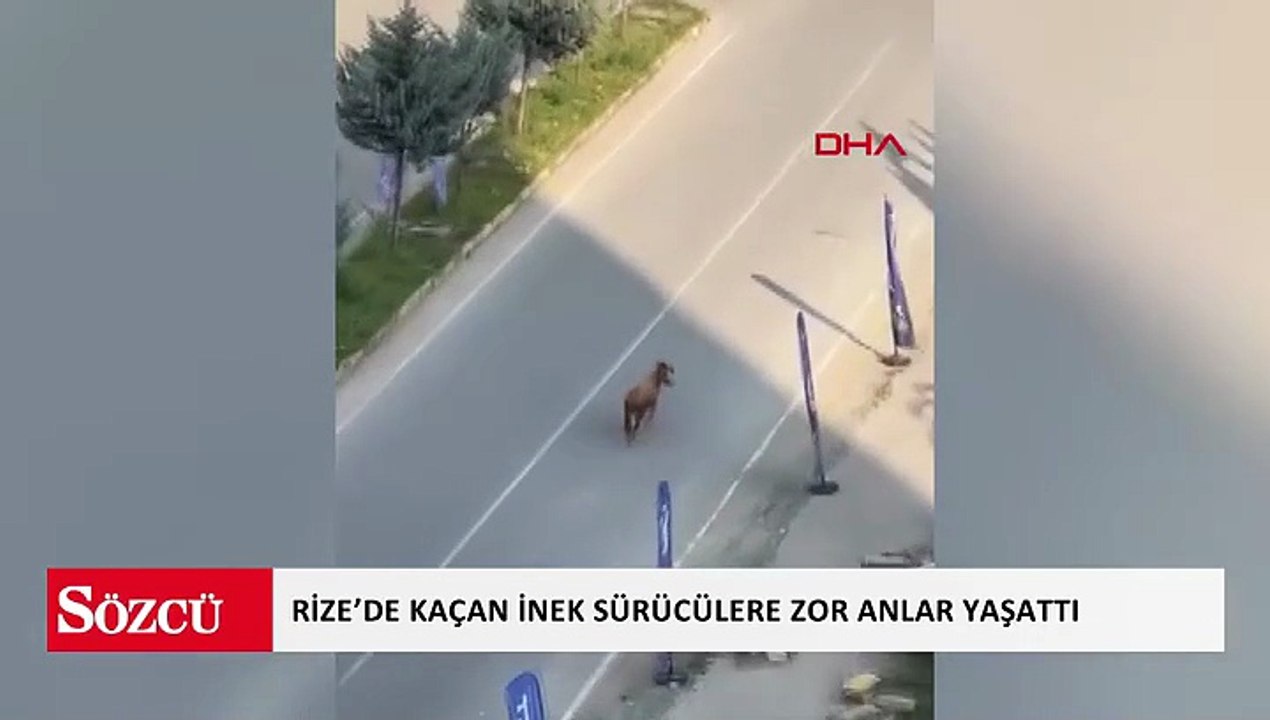 Rize’de kaçan inek sürücülere zor anlar yaşattı; o anlar kamerada