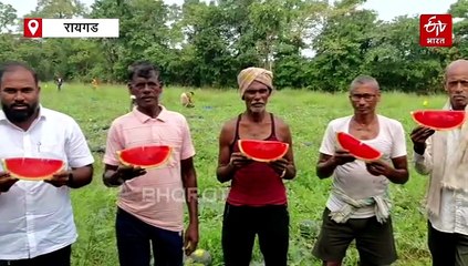 सिझनच्या आधीच कलिंगड बाजारात; पावसाळ्यात कलिंगड पिकवून रायगडच्या तरुण शेतकऱ्यांचा यशस्वी प्रयोग