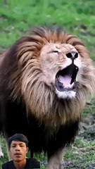 This Lion Is NOT Mad at You... He's Mad at His BOSS! 😡