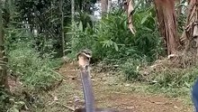 The King Cobra Just Rejected Him! 💔 This Snake Was Not Having It Today!