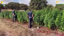 Piantagione con 4.600 alberi di marijuana scoperta nel Sassarese