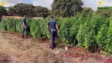 Piantagione con 4.600 alberi di marijuana scoperta nel Sassarese