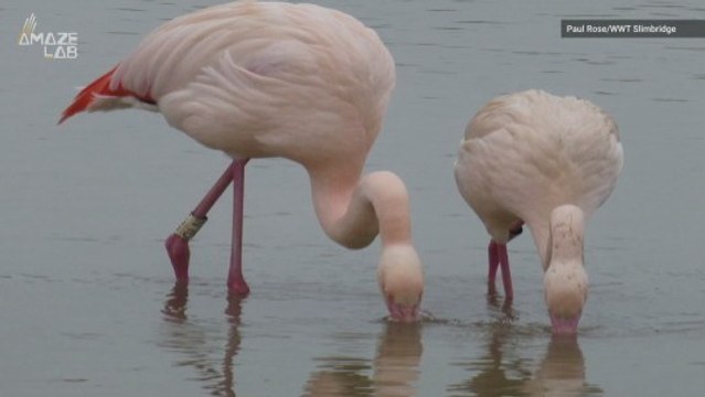 Are Flamingos and Humans More Similar Than We Previously Thought?