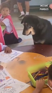 Cette chienne commence une nouvelle vie grâce à cette école