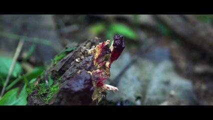 EP11：Medical Examiner Dr. Qin:The Suvivor - subbed English