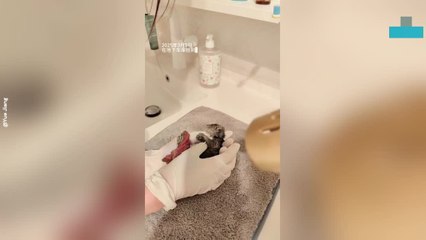 Rescued Kitten’s Adorable Journey to a Loving Home