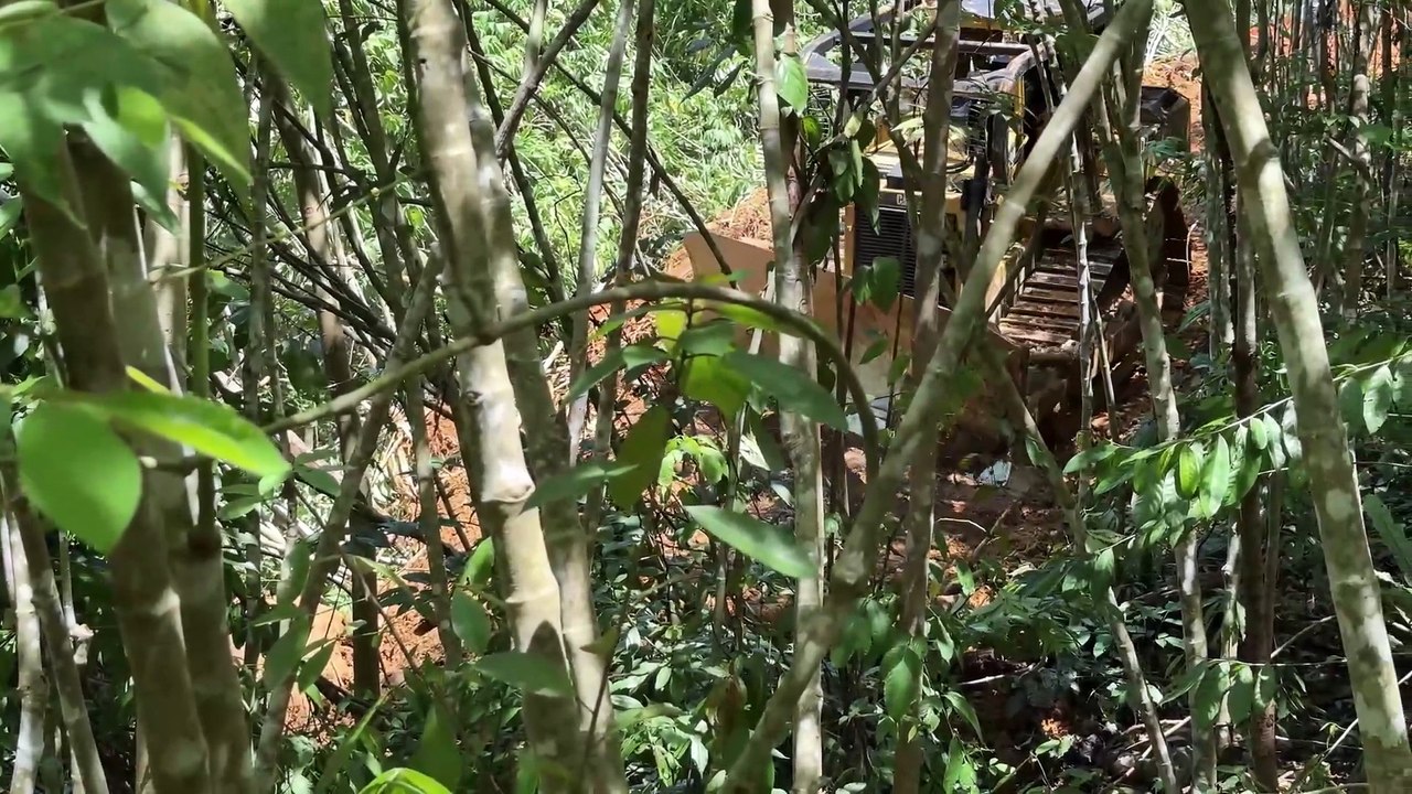 Dense Forest Bulldozer D6R XL Prepares a New Road in the Mountains