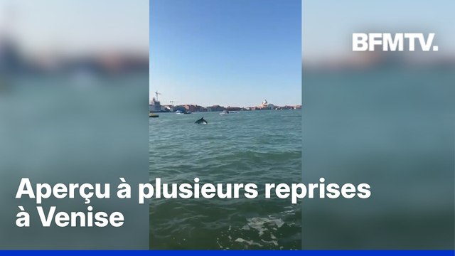 Un dauphin filmé près de la place Saint-Marc à Venise