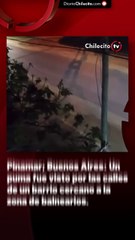 Pinamar; Buenos Aires: Un puma fue visto por las calles de un barrio cercano a la zona de balnearios.