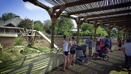 Introducing a Chimp Named Mike Who Is Nothing Short of Amazing