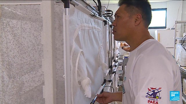 À Tahiti, des moustiques stériles relâchés pour combattre la dengue