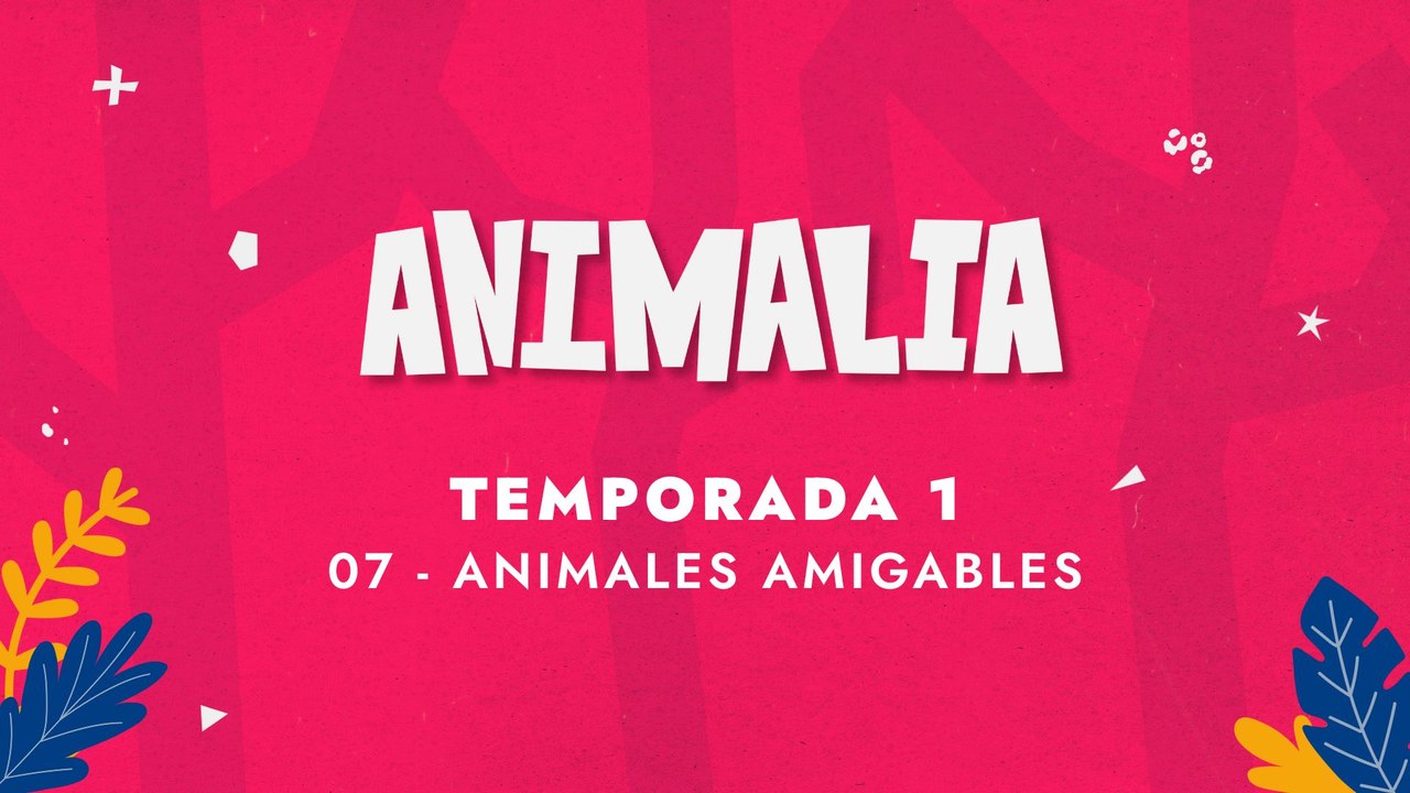 07 ANIMALES AMIGABLES