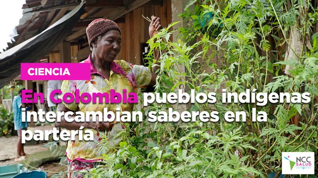 En Colombia pueblos indígenas intercambian saberes en la partería