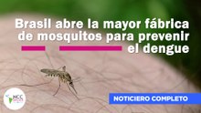 Brasil abre la mayor fábrica de mosquitos para prevenir el dengue  | 275 | 10 - 16 noviembre 2025
