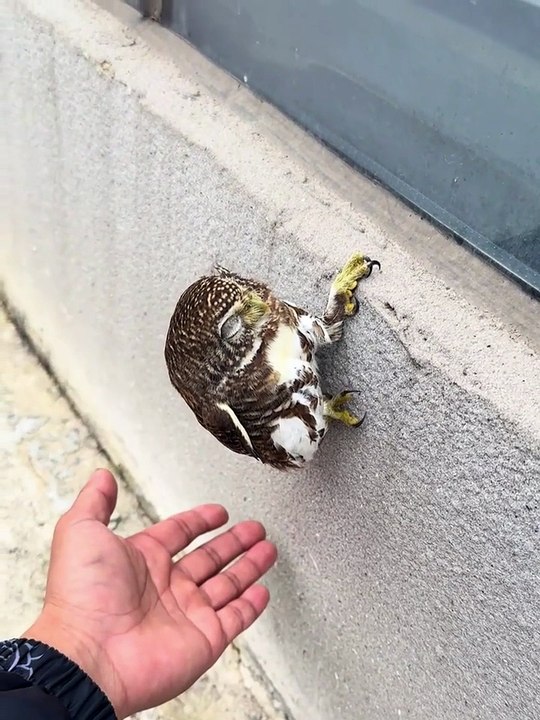 Poor Owl.. 🦉 🔥