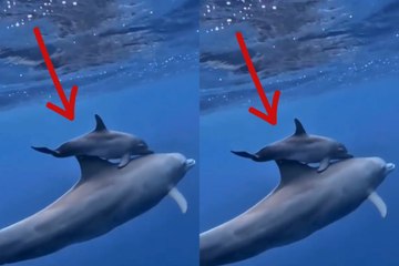 Heartwarming Dolphin Mother and Calf Bonding Underwater 🌊