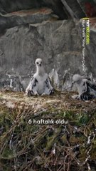 Doğanın en etkileyici yırtıcılarından biri olan kaya kartalları, yavrularını büyütmek için rüzgâra, yüke ve düşmanlarına meydan okuyor