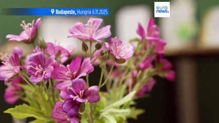 Clínica húngara de ginecologia apoia mulheres sem-abrigo há três anos