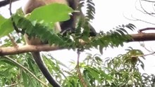 Acrobat Monkey Jumps From Tree