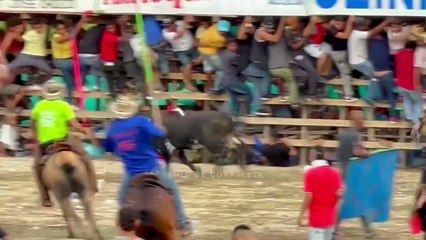 Corralejas El Copey 2025 | Toros de Harold Mendoza