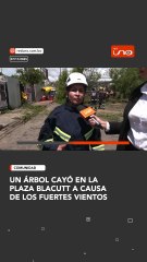 Un árbol cayó en laPlaza Blacutt a causa de los fuertes vientos