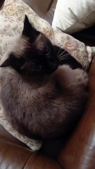 Sweet Dreams From the Sleepy Cat #cat #shorts #fyp