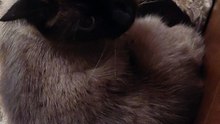 Sweet Dreams From the Sleepy Cat #cat #shorts #fyp