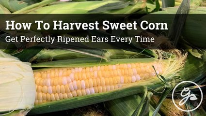 How To Tell When Sweet Corn Is Ready To Harvest