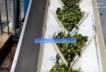 شح الإنتاج يرفع سعر زيت الزيتون الأردني