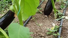 How to harvest eggplant?