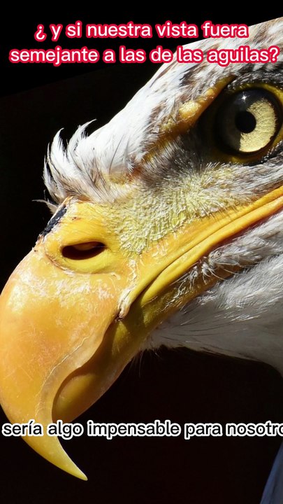 Fuerza de Águila.