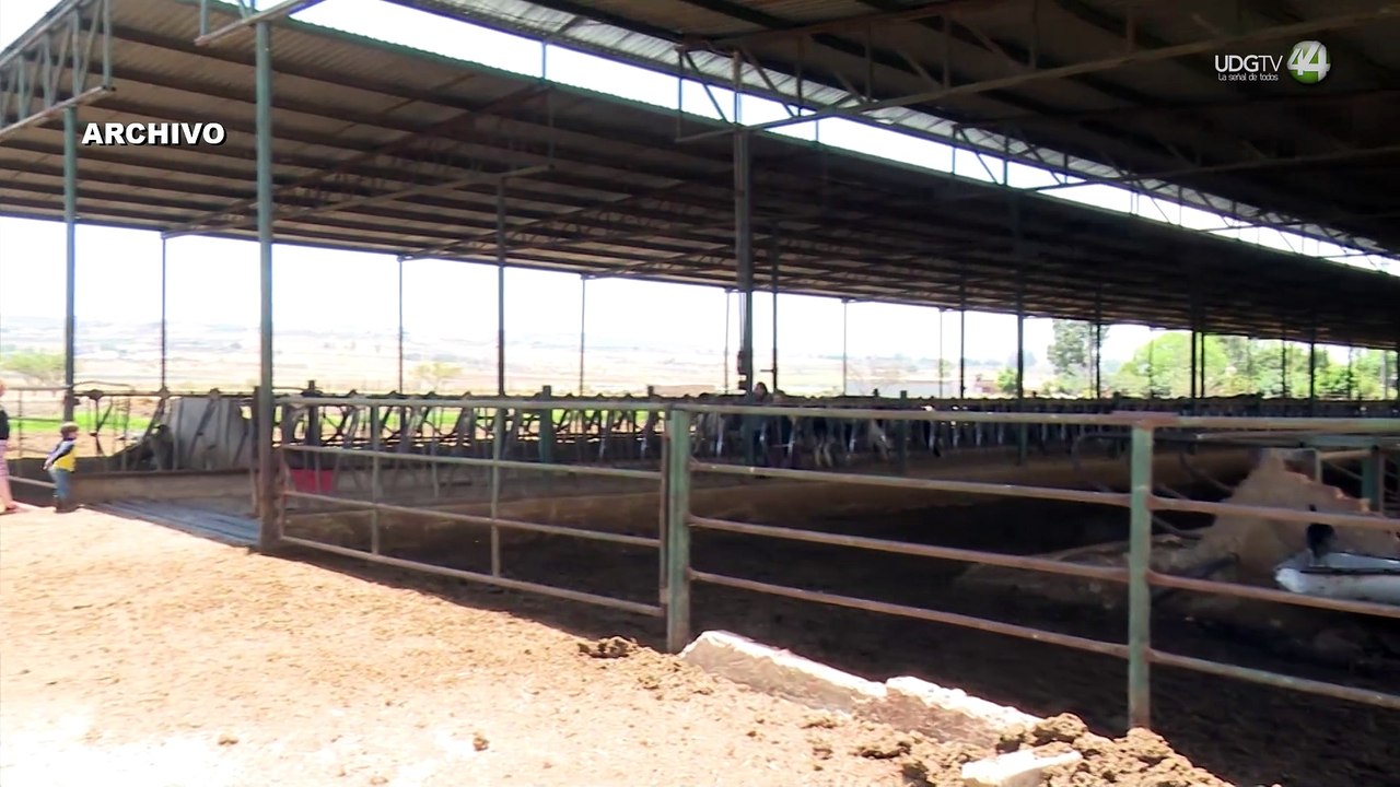 Reportan el primer caso de gusano barrenador en Jalisco, llegó de Campeche y fue aislado