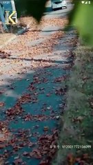 Infatuated With My Contract Wife (Chinese Drama English Subtitles ) Snackshort