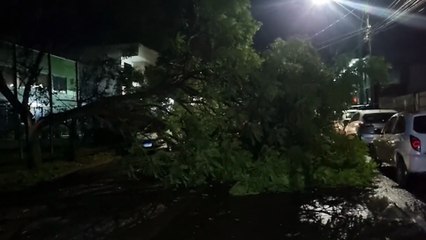 Árvore de grande porte cai sobre veículos estacionados na Rua Manaus