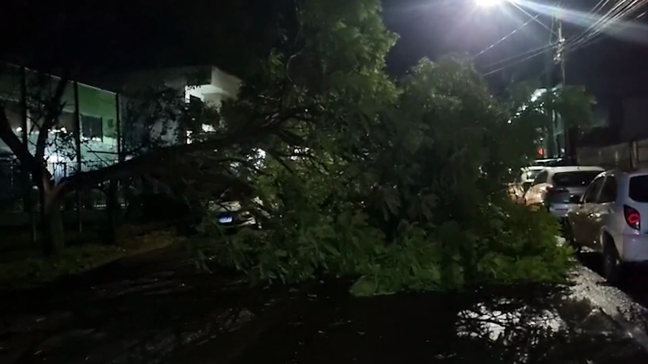 Árvore de grande porte cai sobre veículos estacionados na Rua Manaus