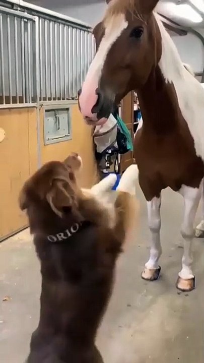 curiosidade animal