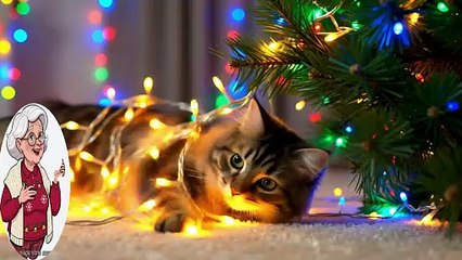 Christmas Fun ~ Granny's Jammies Delight