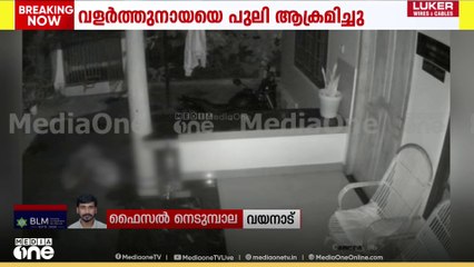 വളർത്തു നായയെ പുലി ആക്രമിച്ചു; സിസിടിവി ദൃശ്യങ്ങൾ പുറത്ത്