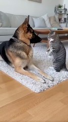 Cats are indeed mischievous but adorable