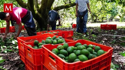 Uruapan: Cómo el “oro verde” convirtió a la capital del aguacate en tierra de cárteles