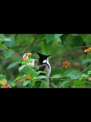 一起看雷州半岛野生动物迁徙 #野生动物 #wildanimals