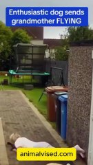 Dogs on the Run Are the Most Dangerous 🐕⚠️ | Shocking Animal Behavior