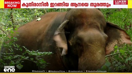 കുതിരാനിൽ ഇറങ്ങിയ ഒറ്റയാനെ തുരത്താൻ വനം വകുപ്പ്; ആദ്യഘട്ട ദൗത്യത്തിന് തുടക്കം