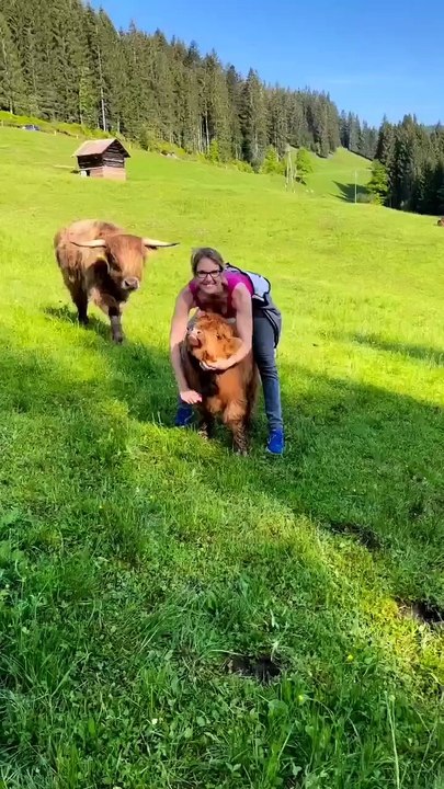 Cute chaos alert! The funniest cat and dog fails you’ll ever see