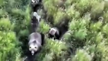 After losing their dog for days, a family using drones found him. They were speechless: he had befriended a family of bears.