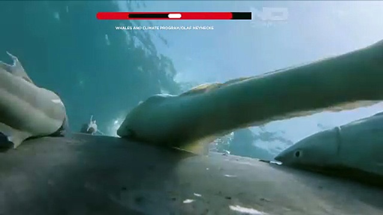 Seltene Aufnahmen: Schiffshalter surfen auf Buckelwalen vor Australien