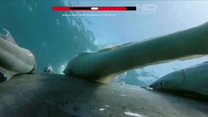 Austrália: imagens raras mostram rémoras a surfar nas baleias-corcundas ao largo