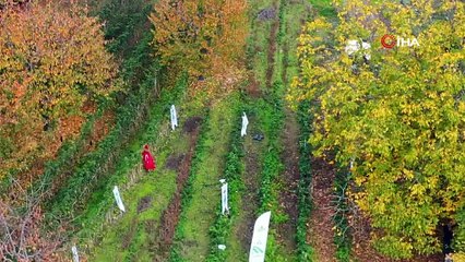 Bursa Osmangazi’de üzümsü meyvelerde organik tarım seferberliği